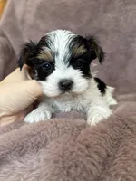 Jessa, a female Yorkshire Terrier for sale in Irvington, KY – Photo 3 of 4