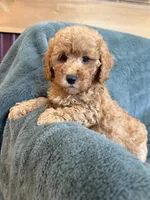 Bark, a male Poodle - Toy  for sale in Irvington, KY – 3 of 7