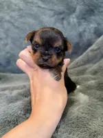 Dimitri, a male Yorkshire Terrier for sale in Irvington, KY – Photo 3 of 6