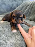 Dimitri, a male Yorkshire Terrier for sale in Irvington, KY – Photo 5 of 6