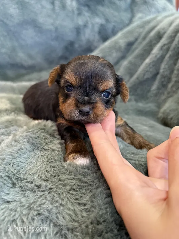 Dimitri, a male Yorkshire Terrier for sale in Irvington, KY – Photo 1 of 6