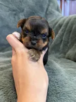 Dimitri, a male Yorkshire Terrier for sale in Irvington, KY – Photo 2 of 6