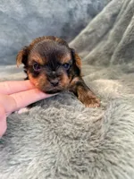 Dimitri, a male Yorkshire Terrier for sale in Irvington, KY – Photo 4 of 6
