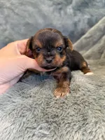 Dimitri, a male Yorkshire Terrier for sale in Irvington, KY – Photo 6 of 6