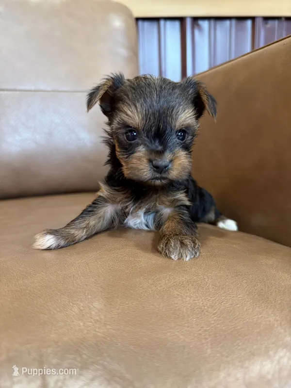 Dash – Yorkshire Terrier puppy for sale in Irvington, KY