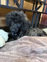 Bob, a male Poodle - Toy  for sale in Irvington, KY – 8 of 10