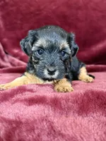 Pixie, a female Yorkipoo for sale in Irvington, KY – 6 of 8