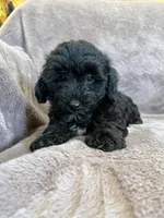 Paisley, a female Yorkipoo for sale in Irvington, KY – 7 of 10