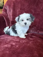 Cookie, a female Morkie for sale in Irvington, KY – 2 of 10