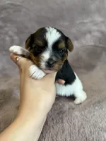 Star, a female Yorkshire Terrier for sale in Irvington, KY – 2 of 5