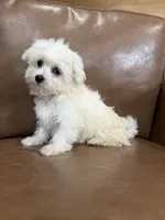 Henny, a female Maltese for sale in Irvington, KY – 7 of 10