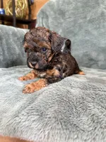 Phantom boy, a male Poodle - Toy  for sale in Irvington, KY – 2 of 10