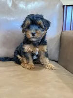 Petey, a male Yorkipoo for sale in Irvington, KY – 10 of 10