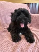 SALE!! Paisley , a female Yorkipoo for sale in Irvington, KY – 3 of 8