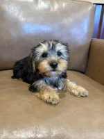 Apollo, a male Yorkshire Terrier for sale in Irvington, KY – 5 of 10