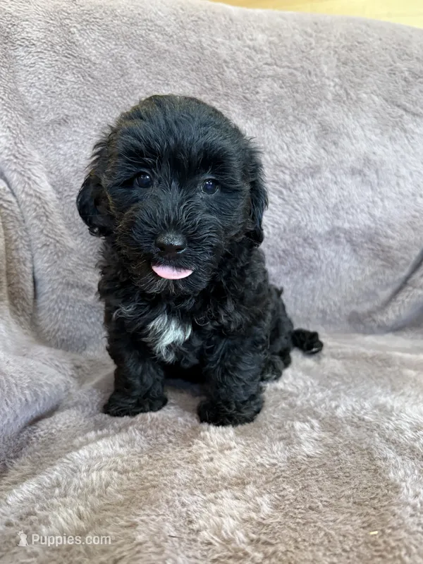 Paisley – Yorkipoo puppy for sale in Irvington, KY