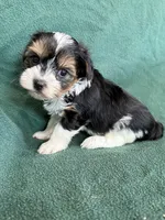 Sunny, a male Yorkshire Terrier for sale in Irvington, KY – 7 of 10
