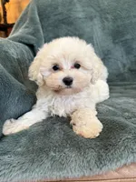 Theodore, a male Maltipoo for sale in Irvington, KY – 7 of 10