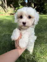 Juno, a male Maltipoo for sale in Irvington, KY – 5 of 10