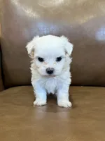 Hughie, a male Maltese for sale in Irvington, KY – 7 of 8