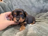 Dandelion, a female Yorkshire Terrier for sale in Irvington, KY – Photo 4 of 6