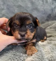 Dandelion, a female Yorkshire Terrier for sale in Irvington, KY – Photo 1 of 6