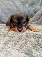 Dandelion, a female Yorkshire Terrier for sale in Irvington, KY – Photo 6 of 6