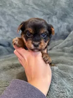 Dandelion, a female Yorkshire Terrier for sale in Irvington, KY – Photo 3 of 6