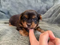 Dandelion, a female Yorkshire Terrier for sale in Irvington, KY – Photo 5 of 6