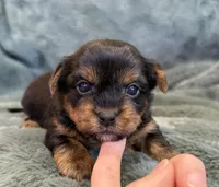 Dandelion, a female Yorkshire Terrier for sale in Irvington, KY – Photo 2 of 6