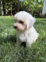 Juno, a male Maltipoo for sale in Irvington, KY – 2 of 10