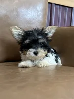Yarrow, a male Yorkshire Terrier for sale in Irvington, KY – 5 of 6
