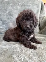Bob, a male Poodle - Toy  for sale in Irvington, KY – 5 of 8