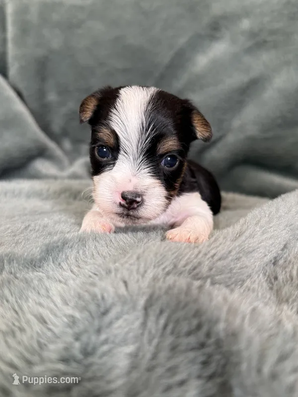 Sammy – Yorkshire Terrier puppy for sale in Irvington, KY