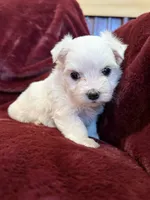 Hazel, a female Maltese for sale in Irvington, KY – 3 of 10