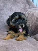 Pixie, a female Yorkipoo for sale in Irvington, KY – 4 of 10