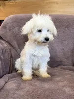 SALE!!! Hannah, a female Maltese for sale in Irvington, KY – 2 of 10