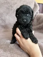 Black girl, a female Poodle - Toy  for sale in Irvington, KY – 6 of 8