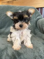 Yuri, a male Yorkshire Terrier for sale in Irvington, KY – 8 of 8