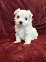 Hazel, a female Maltese for sale in Irvington, KY – 8 of 10