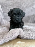 Black girl, a female Poodle - Toy  for sale in Irvington, KY – 2 of 8