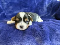 Sunny, a male Yorkshire Terrier for sale in Irvington, KY – 3 of 5