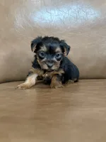 Boo, a male Yorkshire Terrier for sale in Irvington, KY – 5 of 10