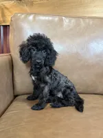 Bob, a male Poodle - Toy  for sale in Irvington, KY – 4 of 10