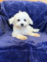 SALE!! Harris, a male Maltese for sale in Irvington, KY – 6 of 10