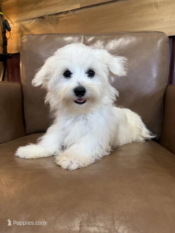 Hazel – Maltese puppy for sale in Irvington, KY
