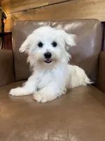 Hazel, a female Maltese for sale in Irvington, KY – 1 of 10