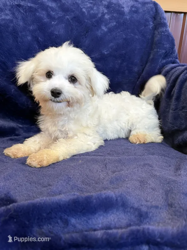 SALE!! Harris – Maltese puppy for sale in Irvington, KY