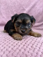 Belinda, a female Yorkshire Terrier for sale in Irvington, KY – 8 of 9
