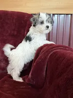 Cleo, a female Morkie for sale in Irvington, KY – 6 of 9